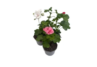 Balkona augs Pelargonija nokarenā D 11cm