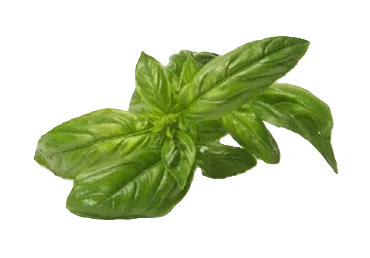 Baziliks podiņā gab.