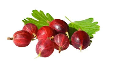 Ērkšķogas sarkanās 250g