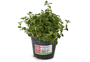 Garšaugs Raudene D 14cm