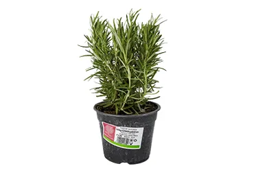 Garšaugs Rozmarīns D 14cm