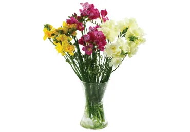 Grieztie ziedi Frēzijas 11gab.