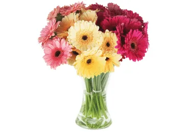 Grieztie ziedi Gerberas 15gab.