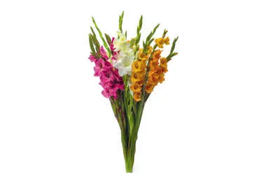 Grieztie ziedi GLADIOLAS 5GB