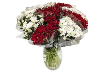 Grieztie ziedi Krizantēmas 5gab.