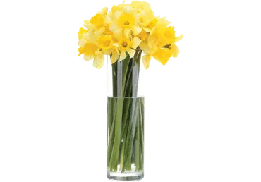 Grieztie ziedi Narcises 10gab.