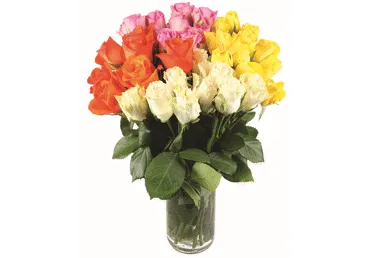 Grieztie ziedi Rozes 11gab.