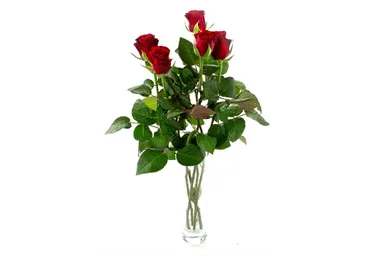 Grieztie ziedi Rozes 7gab.