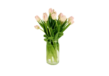 Grieztie ziedi Tulpes 15gab.