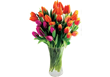 Grieztie ziedi Tulpes 25gab.