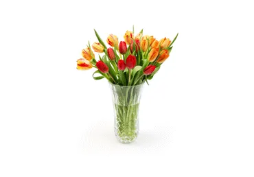 Grieztie ziedi TULPES 7gab.