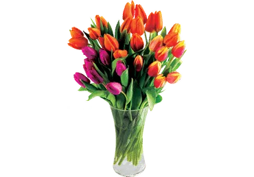 Grieztie ziedi Tulpes 9gab.