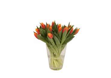 Grieztie ziedi TULPES Latvijas 15gab.