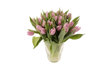 Grieztie ziedi TULPES Latvijas 25gab.