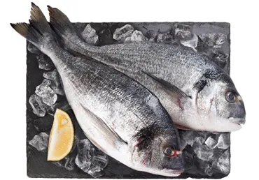 Jūras karūsa Dorada atdzesēta kg