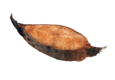 Karsti kūpin.vilkzivs ZIVJU MEISTARS kg