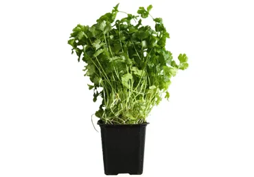 Koriandrs podiņā gab.