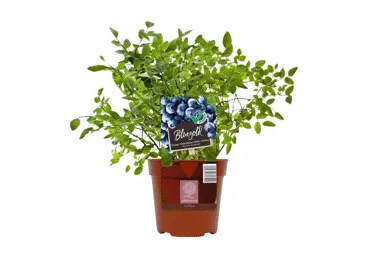 Krūmmellenes BLUEGOLD