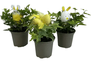 Lieldienu kompozīcija Hedera D 9cm