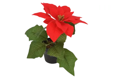 Mākslīgā puansetija podiņā KOOPMAN D19cm