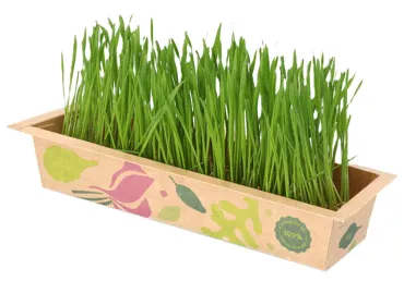 Mikrozaļumi kviešu zelmenis LEAFOOD gab.