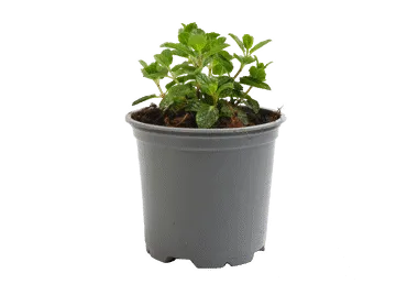 Piparmētra dažādi veidi D 12cm