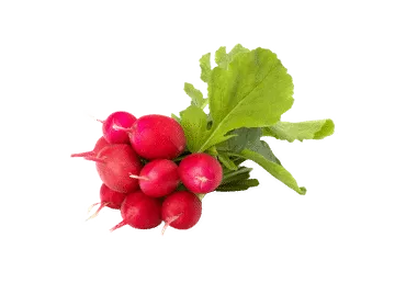 Redīsi buntītē ar lapām gab.
