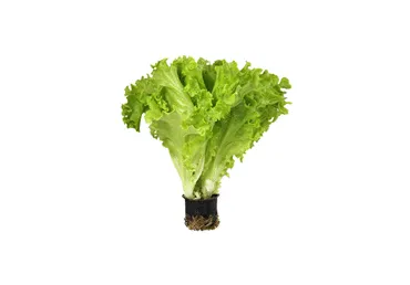 Salāti podiņos gab.