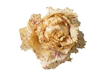 Salāti Radicchio Variegato kg