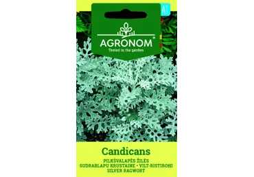 Sēklas: Cinerārija pēlēklapu CANDICA gb.