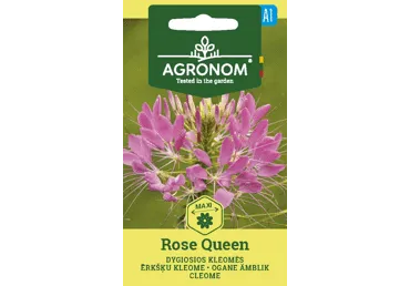 Sēklas: Ērkšķu kleome ROSE QUEEN gab.