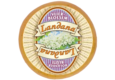 Siers LANDANA ar pluškoka ziedu kg