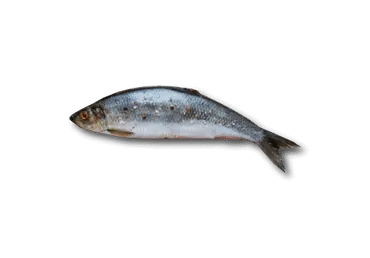 Siļķe mazsālīta AVIS-D kg