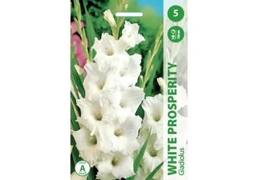 Sīpolp.: Gladiolas WHITE PROSPERITY 5gb.