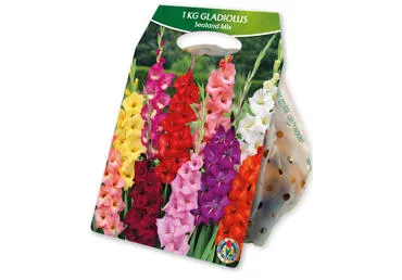 Sīpolpuķe.Gladiola Xeeuwse Mix gb.