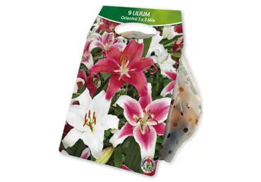 Sīpolpuķe.Lilijas dažādas krāsas 9gb.