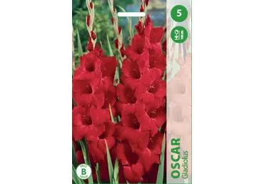Sīpolpuķes: Gladiolas OSCAR 5gab.