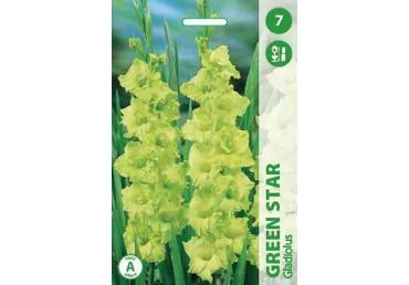 Sīpolpuķes: Gladiolas SPRING GREEN 7gab.