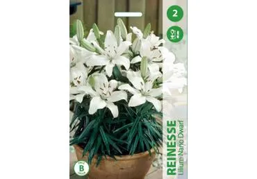 Sīpolpuķes: Lilijas REINESSE 2gab.