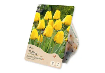 Sīpolpuķes Tulpes Darwin Hybride Golden Apeldoorn 6gab.