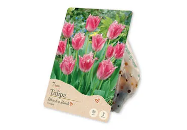 Sīpolpuķes Tulpes Fringed Huis Ten Bosch 7gab.
