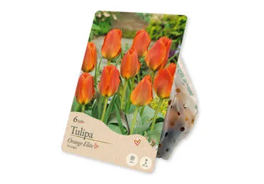 Sīpolpuķes Tulpes Triump Orange Elite 6gab.
