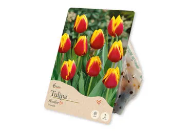 Sīpolpuķes Tulpes Triumph Bicolor 6gab.