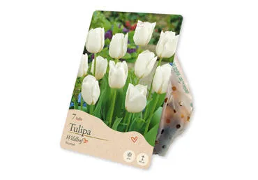 Sīpolpuķes Tulpes Triumph Wildhof 7gab.