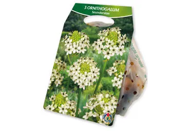 Sīpolpuķes.Baltstarītes Saundersiae 3gb.