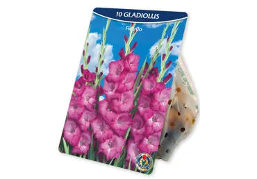 Sīpolpuķes.Gladiolas Fidelio 10gb.