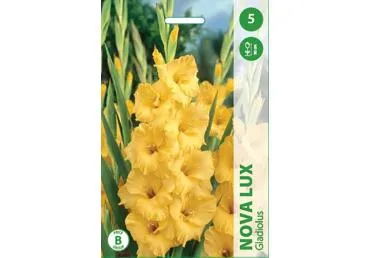 Sīpolpuķes.Gladiolas Nova Lux 5gab.