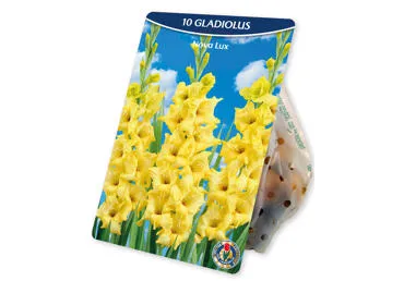Sīpolpuķes.Gladiolas Novalux 10gb.