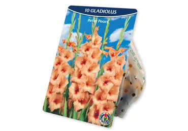 Sīpolpuķes.Gladiolas Peter Pears 10gb.