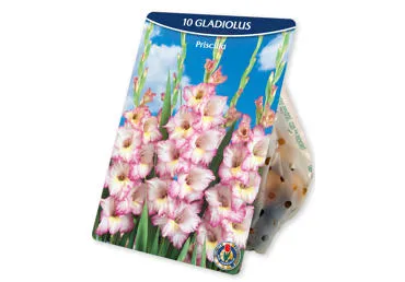 Sīpolpuķes.Gladiolas Priscilla 10 gb.